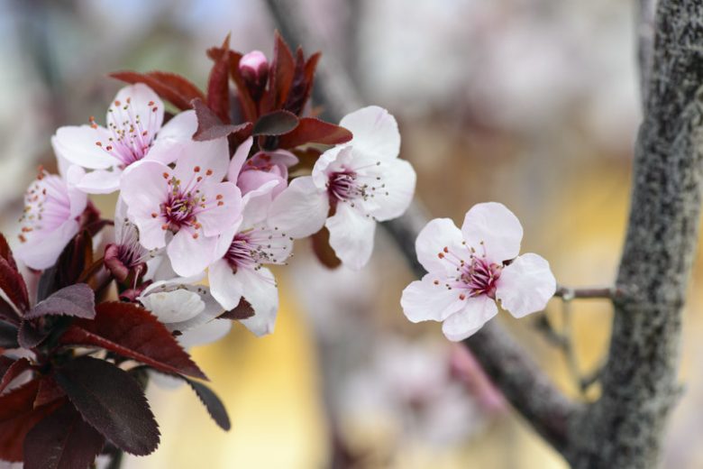Prunus cerasifera 'Thundercloud',Cherry Plum 'Thundercloud', Thundercloud Cherry Plum, Flowering Tree, Pink flowers, pink prunus