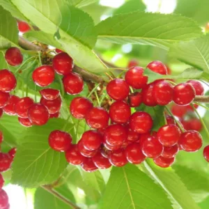 Prunus cerasus 'Meteor',Tart Cherry 'Meteor', Sour Cherry 'Meteor', Dwarf Cherry 'Meteor', White flowers, Spring Flowers, Cherry tree, Cherries, Red Cherries, Fruit tree