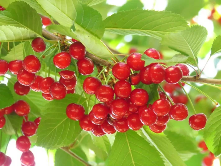 Prunus cerasus 'Meteor',Tart Cherry 'Meteor', Sour Cherry 'Meteor', Dwarf Cherry 'Meteor', White flowers, Spring Flowers, Cherry tree, Cherries, Red Cherries, Fruit tree