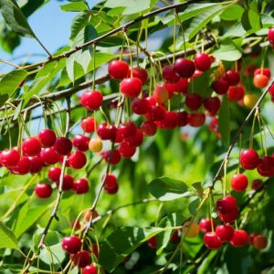 Prunus cerasus 'North Star',Tart Cherry 'North Star', Sour Cherry 'North Star', Dwarf Cherry 'North Star', White flowers, Spring Flowers, Cherry tree, Cherries, Red Cherries, Fruit tree