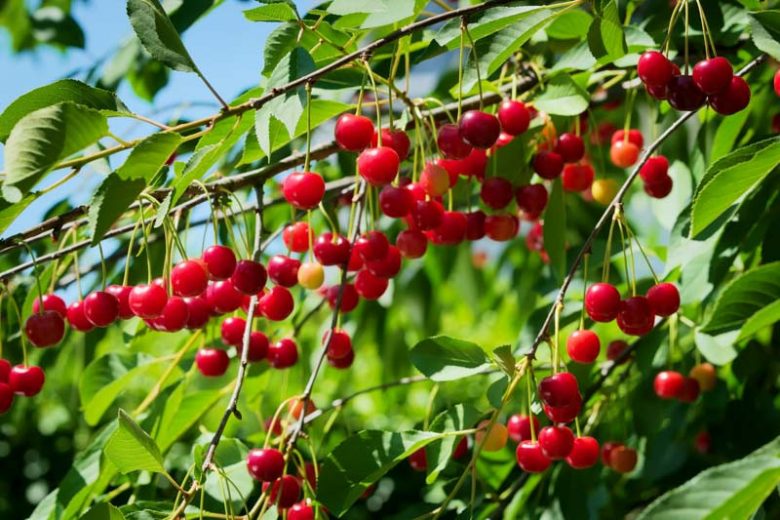 Prunus cerasus 'North Star',Tart Cherry 'North Star', Sour Cherry 'North Star', Dwarf Cherry 'North Star', White flowers, Spring Flowers, Cherry tree, Cherries, Red Cherries, Fruit tree