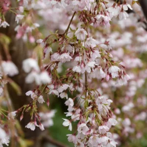 Prunus incisa 'Kojo-No-Mai', Flowering Cherry 'Kojo-No-Mai', Cherry 'Kojo-No-Mai', White flowers, Spring Flowers, Japanese cherry, Flowering cherry tree, Blossom Tree, Cherry blossom tree, Ornamental Cherry