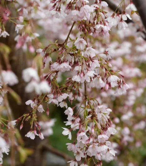 Prunus incisa 'Kojo-No-Mai', Flowering Cherry 'Kojo-No-Mai', Cherry 'Kojo-No-Mai', White flowers, Spring Flowers, Japanese cherry, Flowering cherry tree, Blossom Tree, Cherry blossom tree, Ornamental Cherry