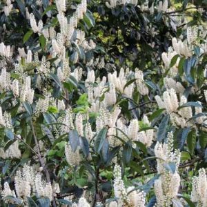 Prunus laurocerasus, English Laurel, Cherry Laurel, Laurel Cherry, Versailles Laurel, Common Laurel, Evergreen Shrub, Evergreen Tree, Fragrant Shrub, Fragrant Tree