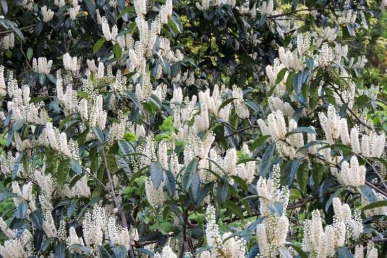 Prunus laurocerasus, English Laurel, Cherry Laurel, Laurel Cherry, Versailles Laurel, Common Laurel, Evergreen Shrub, Evergreen Tree, Fragrant Shrub, Fragrant Tree