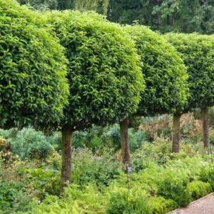 Prunus lusitanica, Portugal Laurel, Cherry Bay, Portuguese Laurel Cherry, Evergreen Shrub, Evergreen Tree, Fragrant Shrub, Fragrant Tree