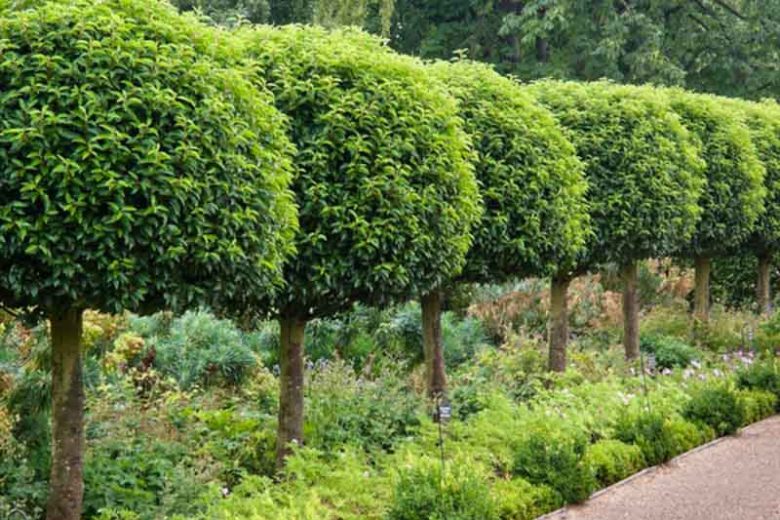 Prunus lusitanica, Portugal Laurel, Cherry Bay, Portuguese Laurel Cherry, Evergreen Shrub, Evergreen Tree, Fragrant Shrub, Fragrant Tree