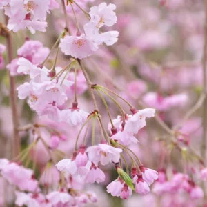 Prunus pendula 'Pendula Plena Rosea', Weeping Cherry 'Pendula Plena Rosea', Cherry 'Pendula Plena Rosea', Double Weeping Rosebud Cherry, Prunus × subhirtella var. pendula f. plena rosea, Prunus pendula 'Pleno Rosea', Prunus 'Yae-beni-shidare', Pink flowers, Spring Flowers