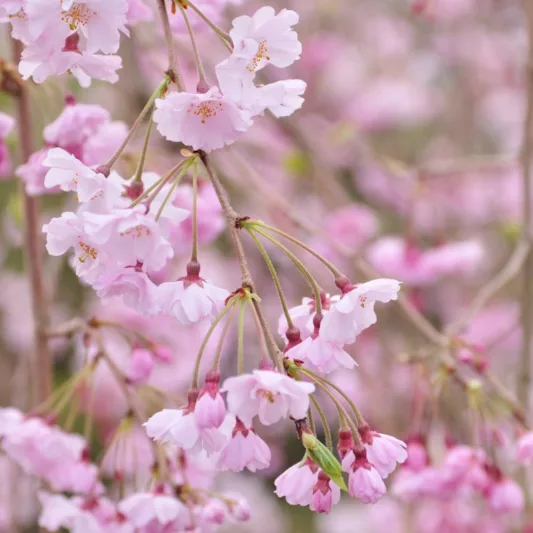 Prunus pendula 'Pendula Plena Rosea', Weeping Cherry 'Pendula Plena Rosea', Cherry 'Pendula Plena Rosea', Double Weeping Rosebud Cherry, Prunus × subhirtella var. pendula f. plena rosea, Prunus pendula 'Pleno Rosea', Prunus 'Yae-beni-shidare', Pink flowers, Spring Flowers