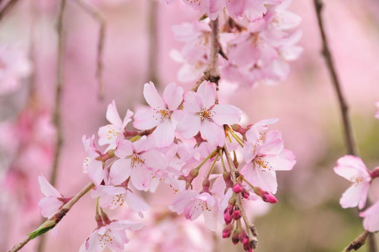 Prunus pendula 'Pendula Rosea', Weeping Cherry 'Pendula Rosea', Weeping Higan Cherry 'Pendula Rosea', Cherry 'Pendula Rosea', Drooping Rosebud Cherry 'Pendula Rosea', Prunus × subhirtella 'Pendula Rosea', Pink flowers, Spring Flowers
