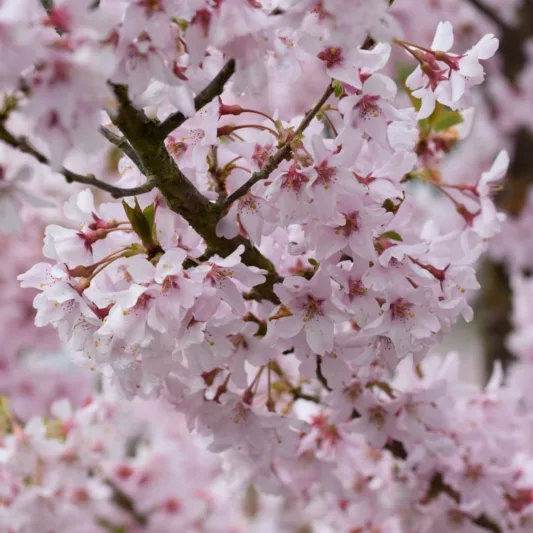 Prunus pendula f. ascendens 'Rosea', Weeping Cherry 'Rosea', Prunus pendula 'Ascendens Rosea', Prunus pendula var. ascendens 'Rosea', Prunus × subhirtella 'Ascendens Rosea', Prunus × subhirtella 'Rosea', Prunus × subhirtella var. ascendens 'Rosea', Prunus 'Beni-higan', Pink flowers, Spring Flowers