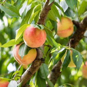 Prunus persica 'Belle of Georgia', Dwarf Peach 'Belle of Georgia', Peach Tree, Flowering Tree, Fruit Tree