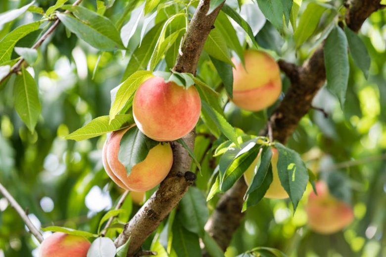 Prunus persica 'Belle of Georgia', Dwarf Peach 'Belle of Georgia', Peach Tree, Flowering Tree, Fruit Tree