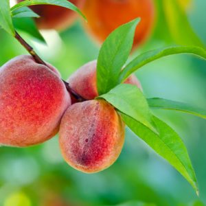 Prunus persica 'Golden Jubilee', Peach 'Golden Jubilee', Peach Tree, Flowering Tree, Fruit Tree