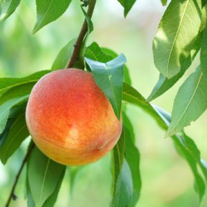 Prunus persica 'Harvester', Peach 'Harvester', Peach Tree, Flowering Tree, Fruit Tree