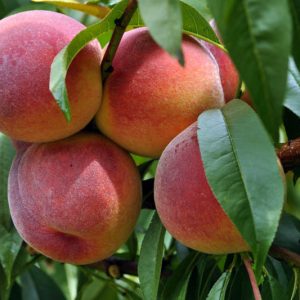 Prunus persica 'Redhaven', Peach 'Redhaven', Peach Tree, Flowering Tree, Fruit Tree