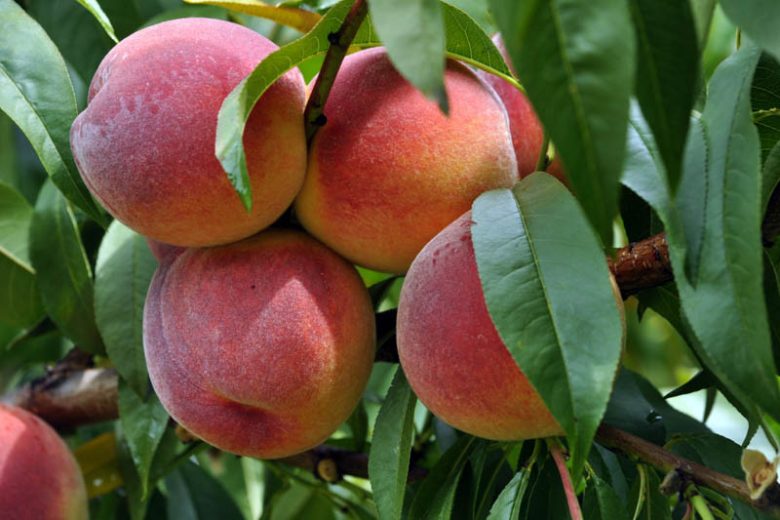 Prunus persica 'Redhaven', Peach 'Redhaven', Peach Tree, Flowering Tree, Fruit Tree