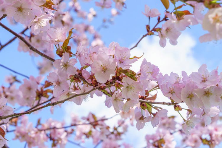 Prunus sargentii, Sargent's Cherry, Flowering Shrub, Fruit Shrub, Exfoliating Bark,Pink flowers,