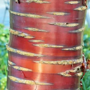 Prunus serrula, Tibetan Cherry, Birch-Bark Tree, Ornamental Cherry, Paperbark Cherry, Cellophane Bark Cherry, Redbark Cherry, Prunus serrula var. tibetica, Prunus tibetica, Tree with fall color, Fall color, Attractive bark Tree, Red Bark