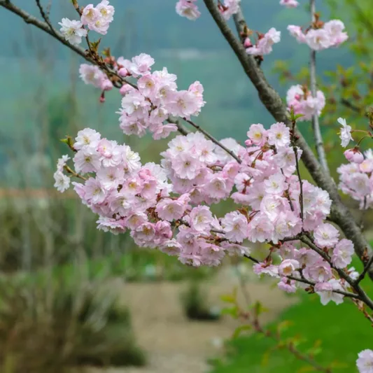 Prunus × subhirtella 'Autumnalis Rosea',Higan Cherry 'Autumnalis Rosea', Rosebud Cherry 'Autumnalis Rosea', Winter-Flowering Cherry 'Autumnalis Rosea', Flowering Shrub, Pink flowers, Winter Flowers