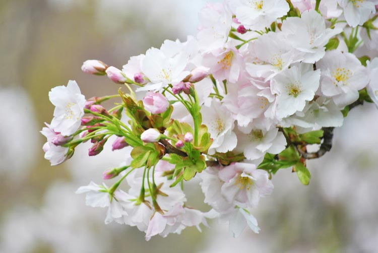 Prunus × subhirtella 'Autumnalis', Higan Cherry 'Autumnalis', Rosebud Cherry 'Autumnalis', Winter Cherry 'Autumnalis', Winter-Flowering Cherry 'Autumnalis', Prunus 'Autumnalis Alba', Flowering Shrub, Pink flowers, Winter Flowers