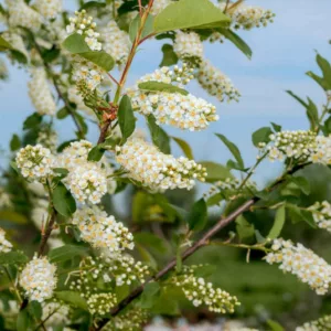 Prunus virginiana, Chokecherry, American Chokecherry, Virginian Bird Cherry, Flowering Tree, White flowers, Red Berries