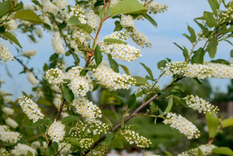 Prunus virginiana, Chokecherry, American Chokecherry, Virginian Bird Cherry, Flowering Tree, White flowers, Red Berries