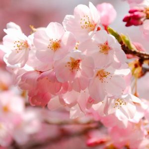 Prunus × yedoensis 'Akebono', Japanese Flowering Cherry 'Akebono', Yoshino Cherry Akebono, Cherry 'Akebono', Akebono Cherry, Daybreak Cherry, Daybreak Yoshino Cherry, Akebono Yoshino Cherry, Pink flowers