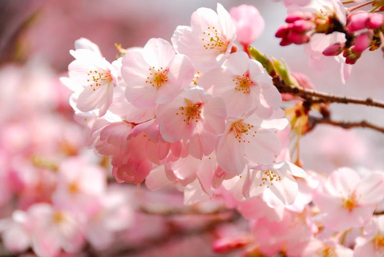 Prunus × yedoensis 'Akebono', Japanese Flowering Cherry 'Akebono', Yoshino Cherry Akebono, Cherry 'Akebono', Akebono Cherry, Daybreak Cherry, Daybreak Yoshino Cherry, Akebono Yoshino Cherry, Pink flowers