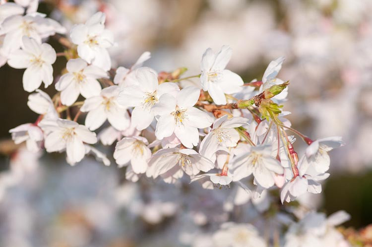 Prunus × yedoensis 'Shidare-Yoshino', Japanese Flowering Cherry 'Shidare-Yoshino', Yoshino Cherry, Potomac Cherry, Tokyo Cherry, Weeping Yoshino Cherry, Flowering Shrub, White flowers