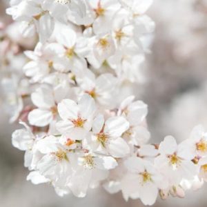 Prunus × yedoensis 'Somei-Yoshino', Japanese Flowering Cherry 'Somei-Yoshino', Yoshino Cherry, Potomac Cherry, Tokyo Cherry, Flowering Shrub, White flowers