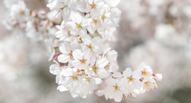 Prunus × yedoensis 'Somei-Yoshino', Japanese Flowering Cherry 'Somei-Yoshino', Yoshino Cherry, Potomac Cherry, Tokyo Cherry, Flowering Shrub, White flowers