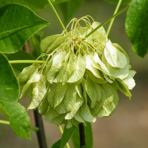 Ptelea trifoliata, Hop Tree, Shrubby Trefoil, Stinking Ash, Swamp Devil's Bit, Swamp Dogwood, Wafer Ash, Water Ash, Wing Seed