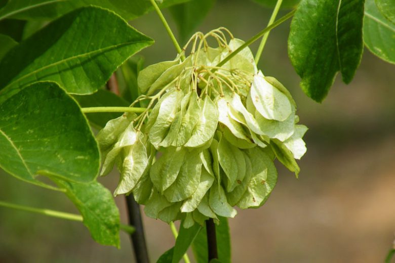 Ptelea trifoliata, Hop Tree, Shrubby Trefoil, Stinking Ash, Swamp Devil's Bit, Swamp Dogwood, Wafer Ash, Water Ash, Wing Seed