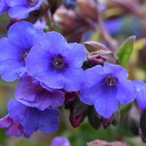 Pulmonaria 'Blue Ensign', Lungwort 'Blue Ensign', Blue Ensign Lungwort, blue flowers, spring flowers