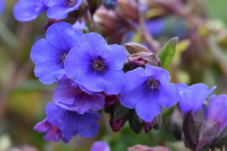 Pulmonaria 'Blue Ensign', Lungwort 'Blue Ensign', Blue Ensign Lungwort, blue flowers, spring flowers