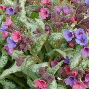 Pulmonaria 'High Contrast', Lungwort 'High Contrast', High ContrastLungwort, Bethlehem Sage 'High Contrast', High Contrast Bethlehem Sage, Blue Flowers, Pink Flowers, Spring Flowers