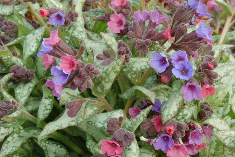 Pulmonaria 'High Contrast', Lungwort 'High Contrast', High ContrastLungwort, Bethlehem Sage 'High Contrast', High Contrast Bethlehem Sage, Blue Flowers, Pink Flowers, Spring Flowers