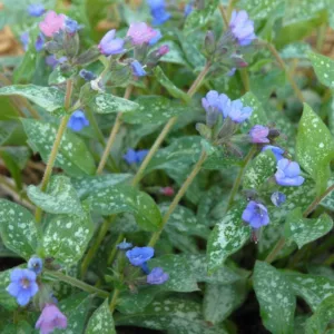 Pulmonaria 'Majeste', Lungwort 'Majeste', Majeste Lungwort, Bethlehem Sage 'Majeste', Majeste Bethlehem Sage, Blue Flowers, Pink Flowers, Spring Flowers