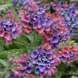 Pulmonaria 'Raspberry Splash', Lungwort 'Raspberry Splash', Raspberry Splash Lungwort, Bethlehem Sage 'Raspberry Splash', Raspberry Splash Bethlehem Sage, Blue Flowers, Pink Flowers, Spring Flowers