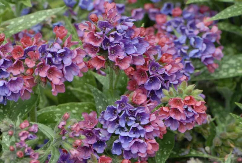 Pulmonaria 'Raspberry Splash', Lungwort 'Raspberry Splash', Raspberry Splash Lungwort, Bethlehem Sage 'Raspberry Splash', Raspberry Splash Bethlehem Sage, Blue Flowers, Pink Flowers, Spring Flowers