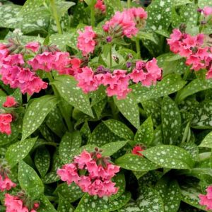 Pulmonaria 'Shrimps on the Barbie', Lungwort 'Shrimps on the Barbie', Shrimps on the Barbie Lungwort, Bethlehem Sage 'Shrimps on the Barbie', Shrimps on the Barbie Bethlehem Sage, Pink Flowers, Spring Flowers