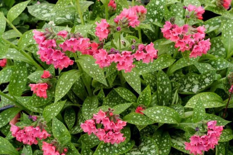 Pulmonaria 'Shrimps on the Barbie', Lungwort 'Shrimps on the Barbie', Shrimps on the Barbie Lungwort, Bethlehem Sage 'Shrimps on the Barbie', Shrimps on the Barbie Bethlehem Sage, Pink Flowers, Spring Flowers