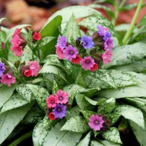 Pulmonaria 'Silver Bouquet', Lungwort 'Silver Bouquet', Silver Bouquet Lungwort, Bethlehem Sage 'Silver Bouquet', Silver Bouquet Bethlehem Sage, Blue Flowers, Pink Flowers, Spring Flowers