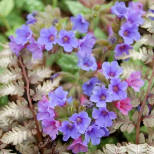Pulmonaria 'Trevi Fountain', Lungwort 'Trevi Fountain', Trevi Fountain Lungwort, Bethlehem Sage 'Trevi Fountain', Trevi Fountain Bethlehem Sage, Blue Flowers, Pink Flowers, Spring Flowers