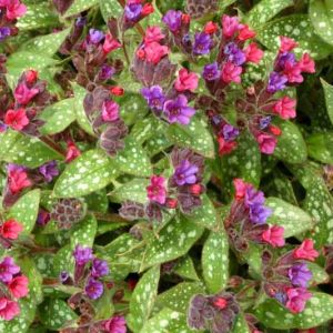 Pulmonaria 'Victorian Brooch', Lungwort 'Victorian Brooch', Victorian Brooch Lungwort, Bethlehem Sage 'Victorian Brooch', Victorian Brooch Bethlehem Sage, Blue Flowers, Pink Flowers, Spring Flowers