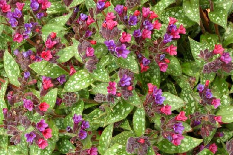 Pulmonaria 'Victorian Brooch', Lungwort 'Victorian Brooch', Victorian Brooch Lungwort, Bethlehem Sage 'Victorian Brooch', Victorian Brooch Bethlehem Sage, Blue Flowers, Pink Flowers, Spring Flowers