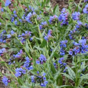 Pulmonaria longifolia 'Bertram Anderson', Lungwort 'Bertram Anderson', Bertram Anderson Lungwort, Bethlehem Sage 'Bertram Anderson', Bertram Anderson Bethlehem Sage, Blue Flowers, Spring Flowers