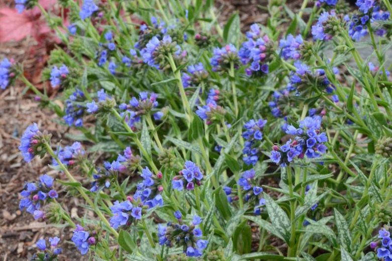 Pulmonaria longifolia 'Bertram Anderson', Lungwort 'Bertram Anderson', Bertram Anderson Lungwort, Bethlehem Sage 'Bertram Anderson', Bertram Anderson Bethlehem Sage, Blue Flowers, Spring Flowers