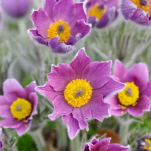 Pulsatilla Vulgaris,Pasque Flower, Pasqueflower, Meadow Anemone, April Fools, Badgers, Blue Money, Blue Tulip, Drought tolerant perennials, Purple perennial flowers, Evergreen perennial, Low maintenance perennial, perennial g